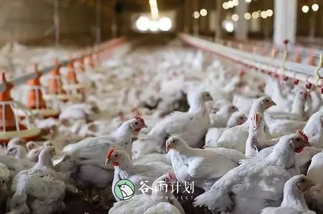 疯狂的抗生素：养殖肉鸡到底有多危险？