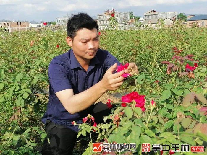 用玫瑰传递爱心！博白青年种下一片玫瑰花海