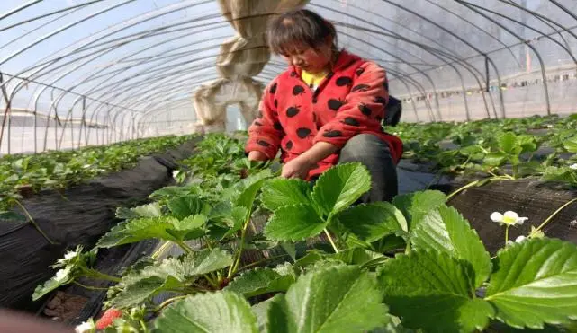 河南尉氏县许寨村农业产业园种植大棚草莓拓宽致富路