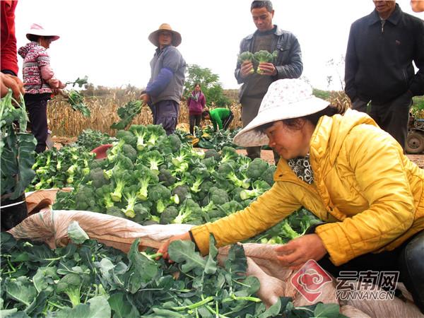 金边玫瑰亩产量_金边玫瑰种植致富_金边玫瑰种植技术