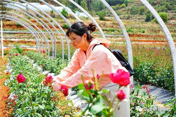 金边玫瑰亩产量_金边玫瑰种植致富_金边玫瑰种植技术