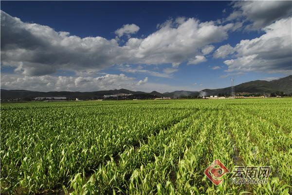 金边玫瑰种植致富_金边玫瑰种植技术_金边玫瑰亩产量