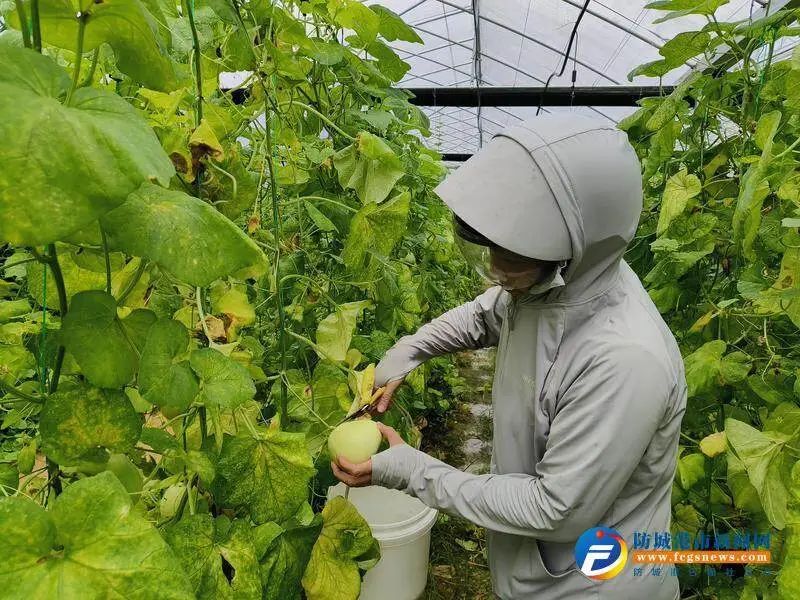 致富经甜瓜_甜瓜种植致富路线图片_致富经甜瓜种植视频