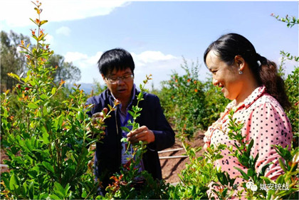 楚雄姚安：特色产业助民富 石榴花开幸福来