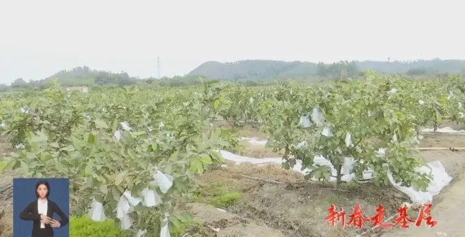 致富石榴种植方法_种植石榴致富_致富石榴种植技术视频