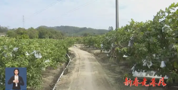 种植石榴致富_致富石榴种植方法_致富石榴种植技术视频