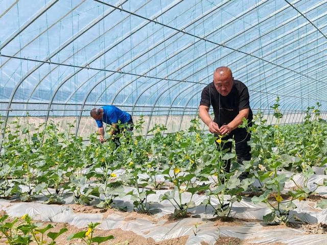 甜瓜种植致富路线图片_致富经种瓜_致富经甜瓜种植视频