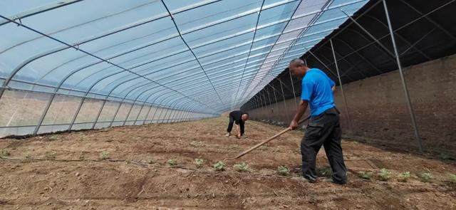 致富经甜瓜种植视频_甜瓜种植致富路线图片_致富经种瓜