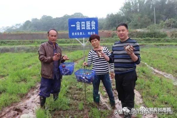 蘑菇致富种植方法视频_致富蘑菇种植方法_蘑菇致富种植方法图片