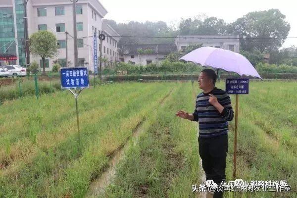 致富蘑菇种植方法_蘑菇致富种植方法视频_蘑菇致富种植方法图片