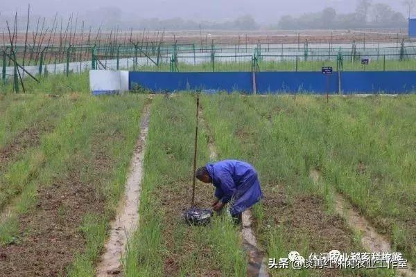 蘑菇致富种植方法视频_蘑菇致富种植方法图片_致富蘑菇种植方法