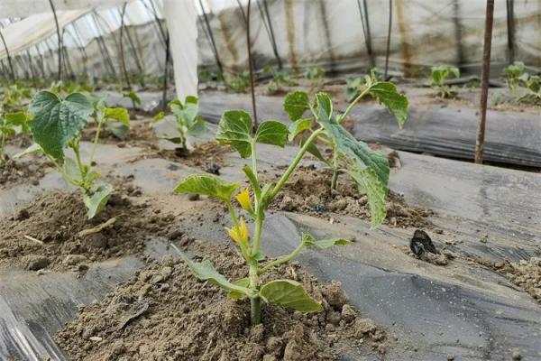 致富经甜瓜_致富种植视频全集_甜瓜种植致富路线图片