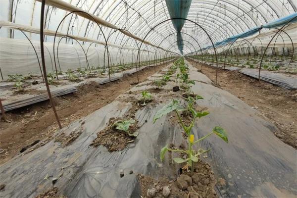 致富种植视频全集_甜瓜种植致富路线图片_致富经甜瓜