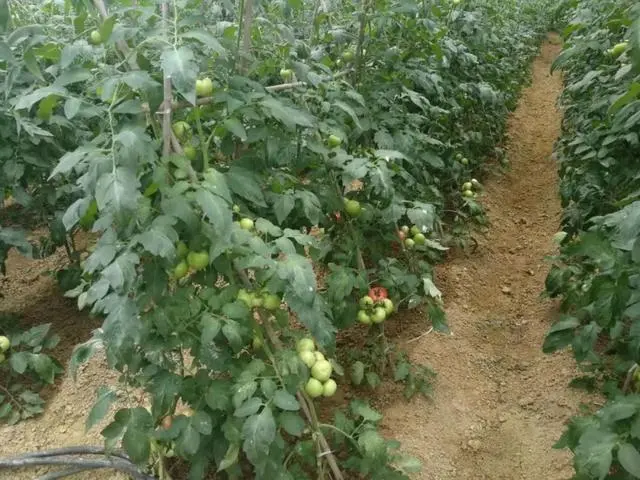 秋季西红柿什么时间栽植好_秋季西红柿种植技术_秋季西红柿栽培技术