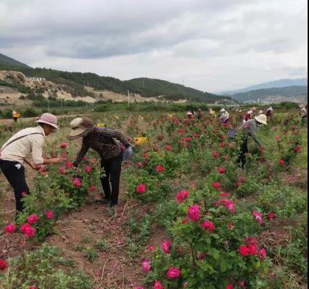 金边玫瑰亩产量_金边玫瑰种植致富_金边玫瑰种植基地