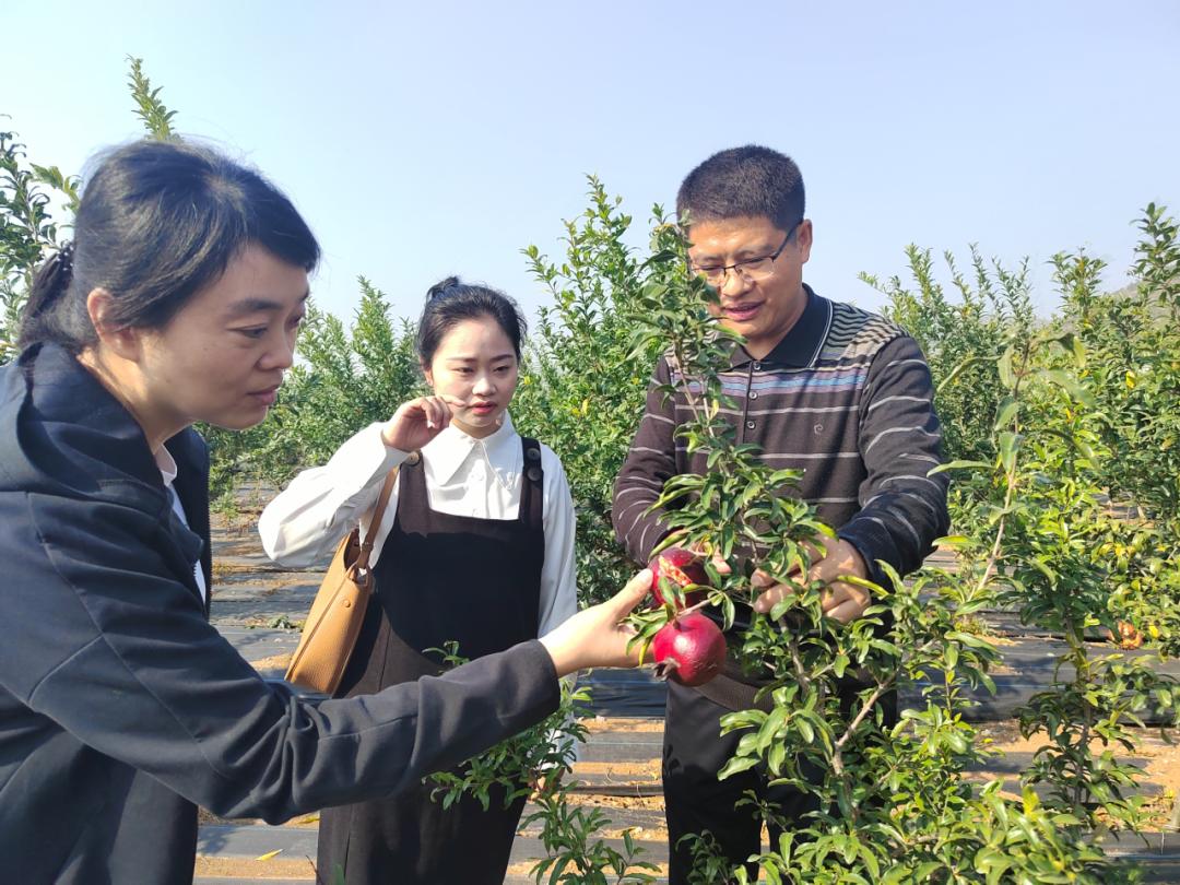 石榴种植效益_致富石榴种植技术视频_种植石榴致富