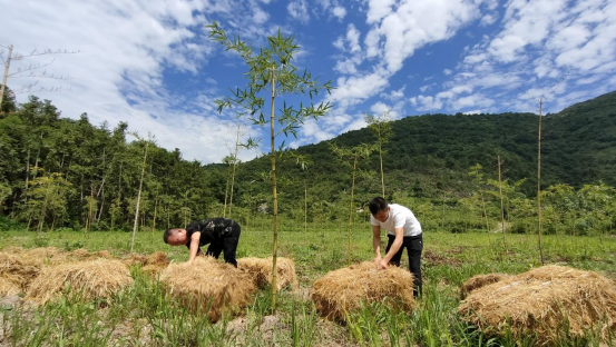 种雷竹挣钱吗_种雷竹效益如何_雷竹种植致富