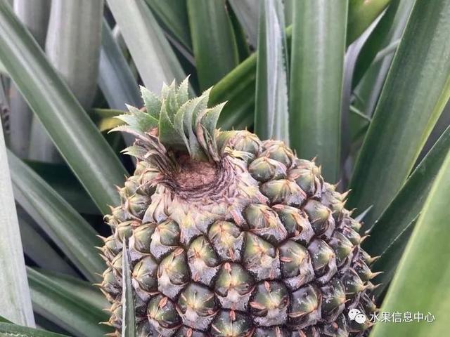 西瓜甜瓜种植技术_甜西瓜种植技术视频_西瓜的种植技术视频