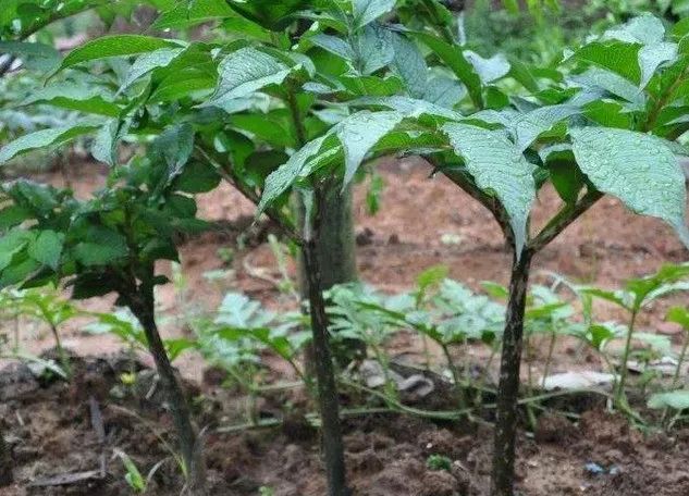 香瓜种植致富项目_种香瓜挣钱吗_致富种植香瓜项目简介