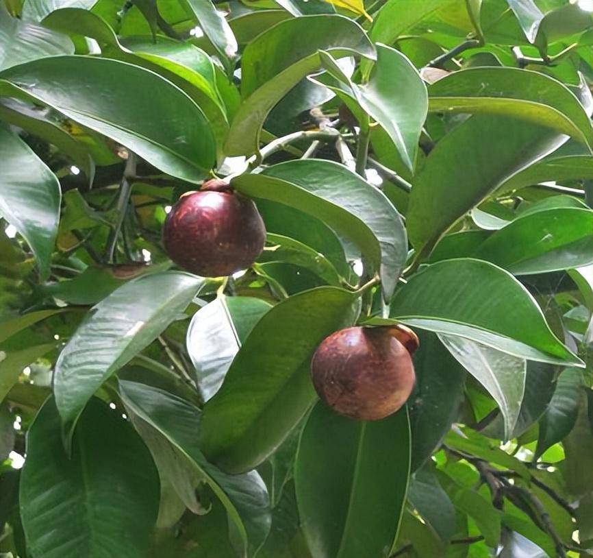 山竹树种植技术_如何种植山竹树苗_种植树山竹技术视频