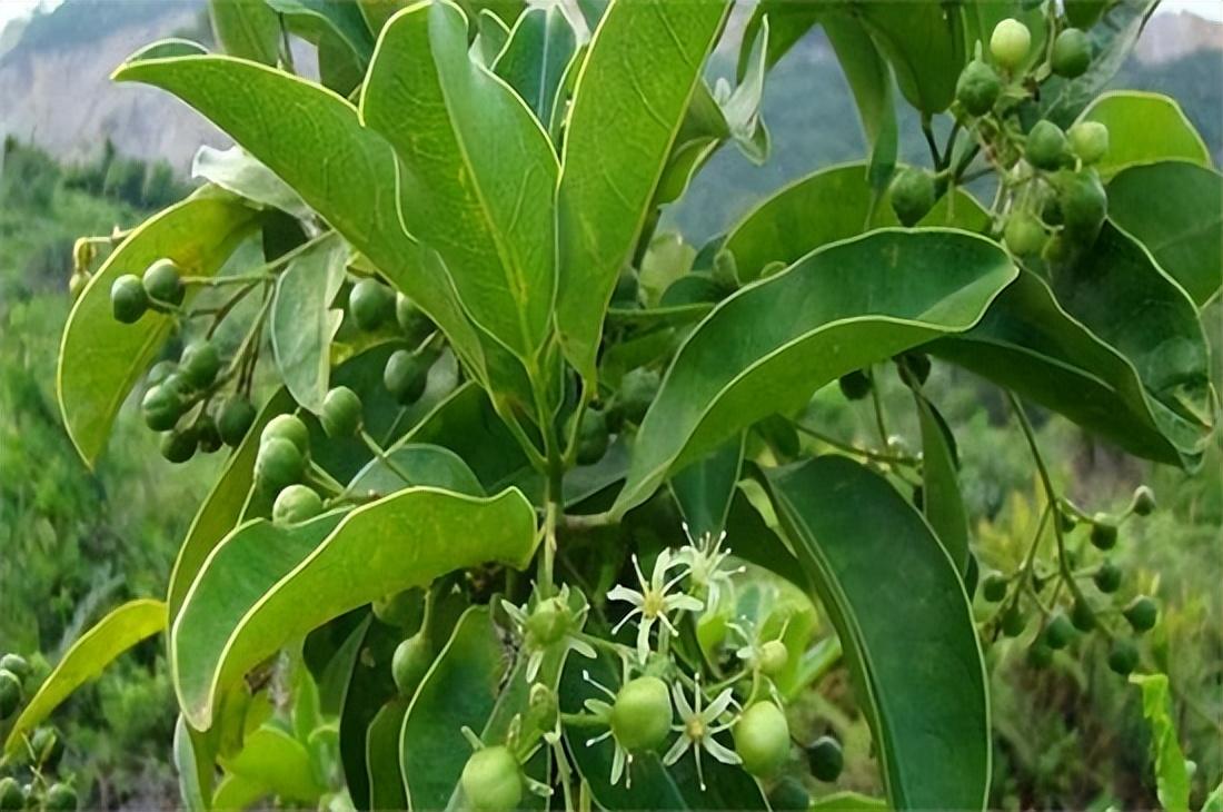 如何种植山竹树苗_山竹树种植技术_种植树山竹技术视频