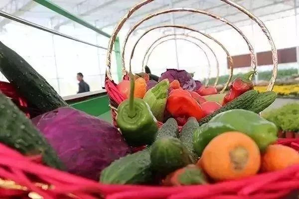 新乡地区现在种什么菜_新乡大棚蔬菜种植基地_种植蔬菜致富新乡