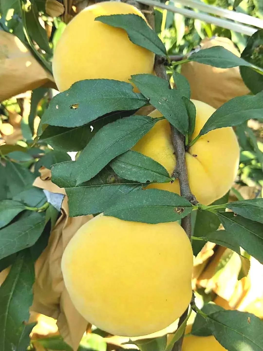 新乡大棚蔬菜种植基地_新乡地区现在种什么菜_种植蔬菜致富新乡