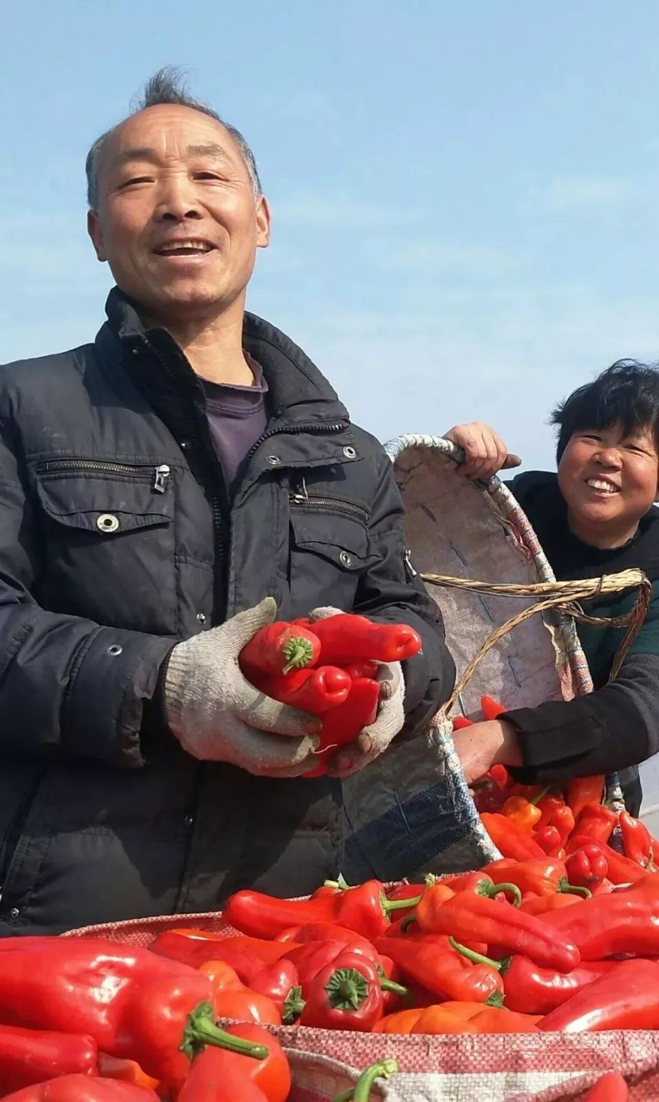 种植蔬菜致富新乡_新乡大棚蔬菜种植基地_新乡地区现在种什么菜