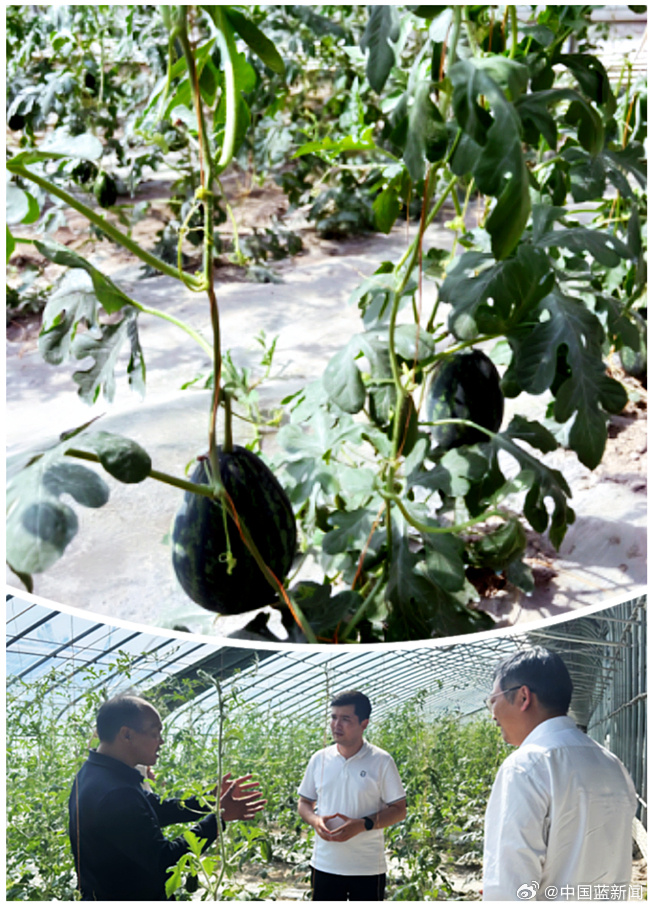 西瓜怎么种植甜_西瓜种植技术视频播放_甜西瓜种植技术视频