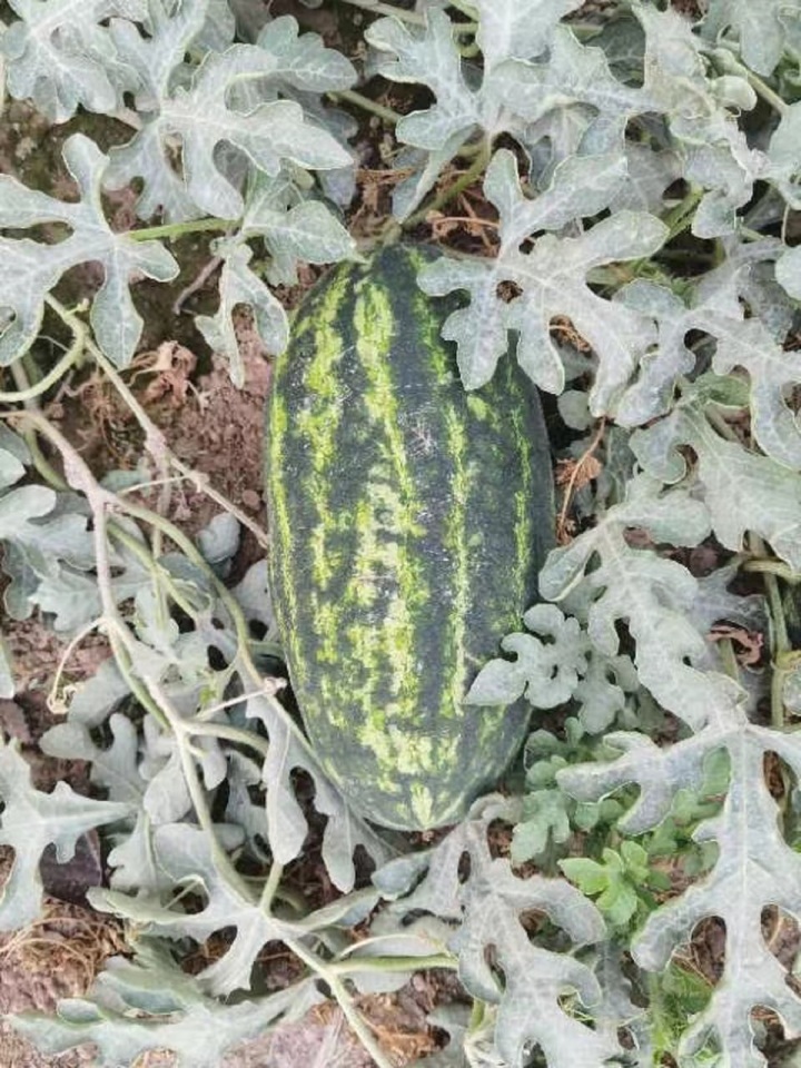 西瓜怎么种植甜_西瓜种植技术视频播放_甜西瓜种植技术视频