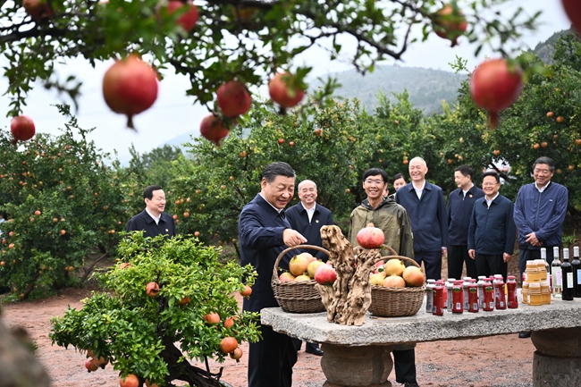 9月24日，中共中央总书记、国家主席、中央军委主席习近平在浙江考察结束返京途中，来到山东省枣庄市考察。这是习近平在位于峄城区的冠世榴园石榴种植园了解石榴产业发展情况。新华社记者 燕雁摄