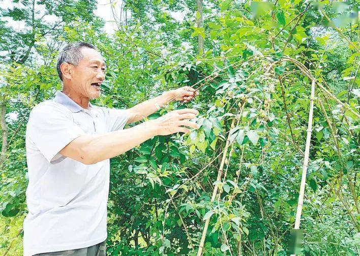 【产业振兴】好山好水产好药 村民致富有依靠——十堰中药材产业“串珠成链”