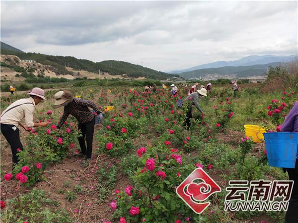 金边玫瑰亩产量_金边玫瑰种植致富_金边玫瑰种植方法和注意事项