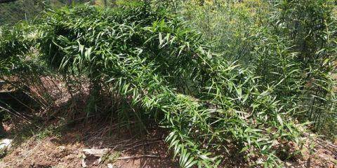 全村种植中药致富_农村5个药材种植致富项目_致富药材种植