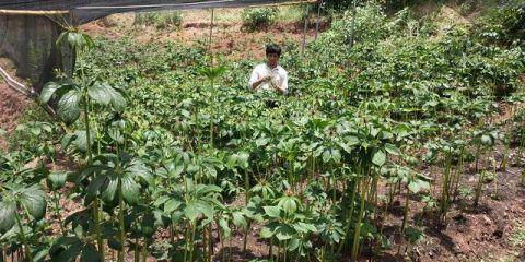 致富药材种植_全村种植中药致富_农村5个药材种植致富项目