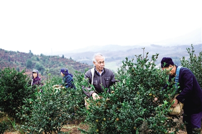 油茶结出“致富果”，产业盛开“幸福花”——衡阳市大力发展油茶产业综述