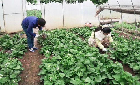 恩施：聚硒“野油菜”进阶“致富菜”