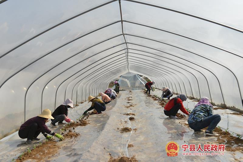 宁县:川台地里定植移栽瓜苗忙