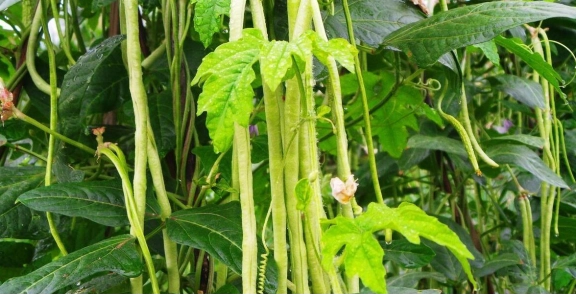 致富玉米水果种植技术视频_种植水果玉米赚钱吗_种植水果玉米致富