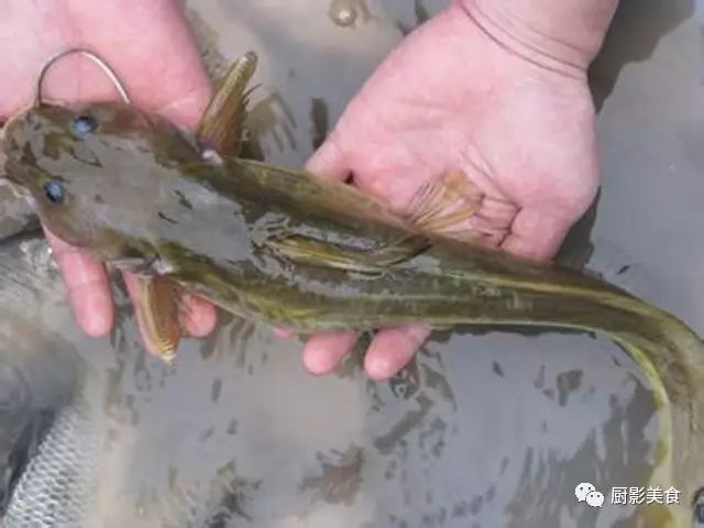 石爬子四川养殖吧_养殖石趴子的技术_石爬子大型养殖基地