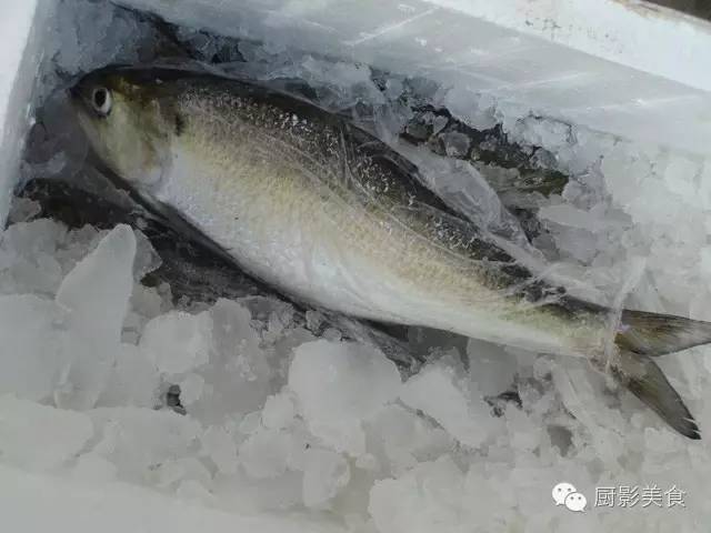 石爬子四川养殖吧_养殖石趴子的技术_石爬子大型养殖基地