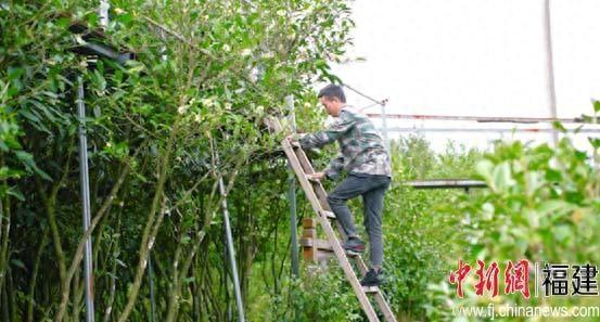 水碓村：油茶结出“致富果”，村民圆满“致富梦”