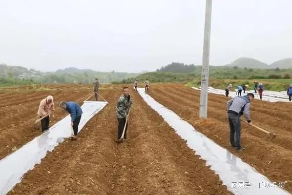 小米椒播种育苗技术_小米椒育种_绥阳小米椒种植技术