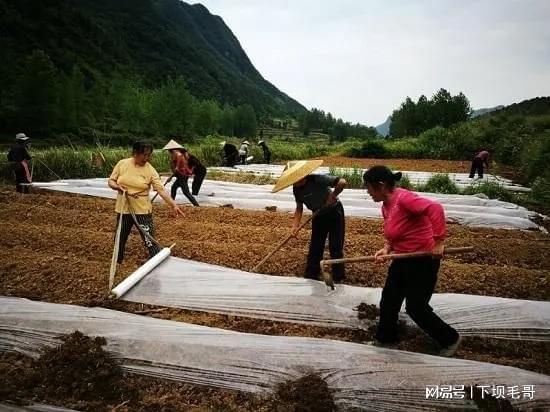 小米椒播种育苗技术_小米椒育种_绥阳小米椒种植技术