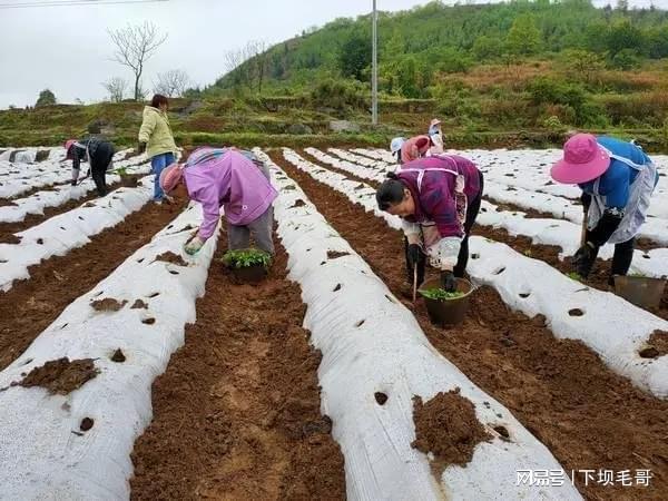 绥阳小米椒种植技术_小米椒育种_小米椒播种育苗技术