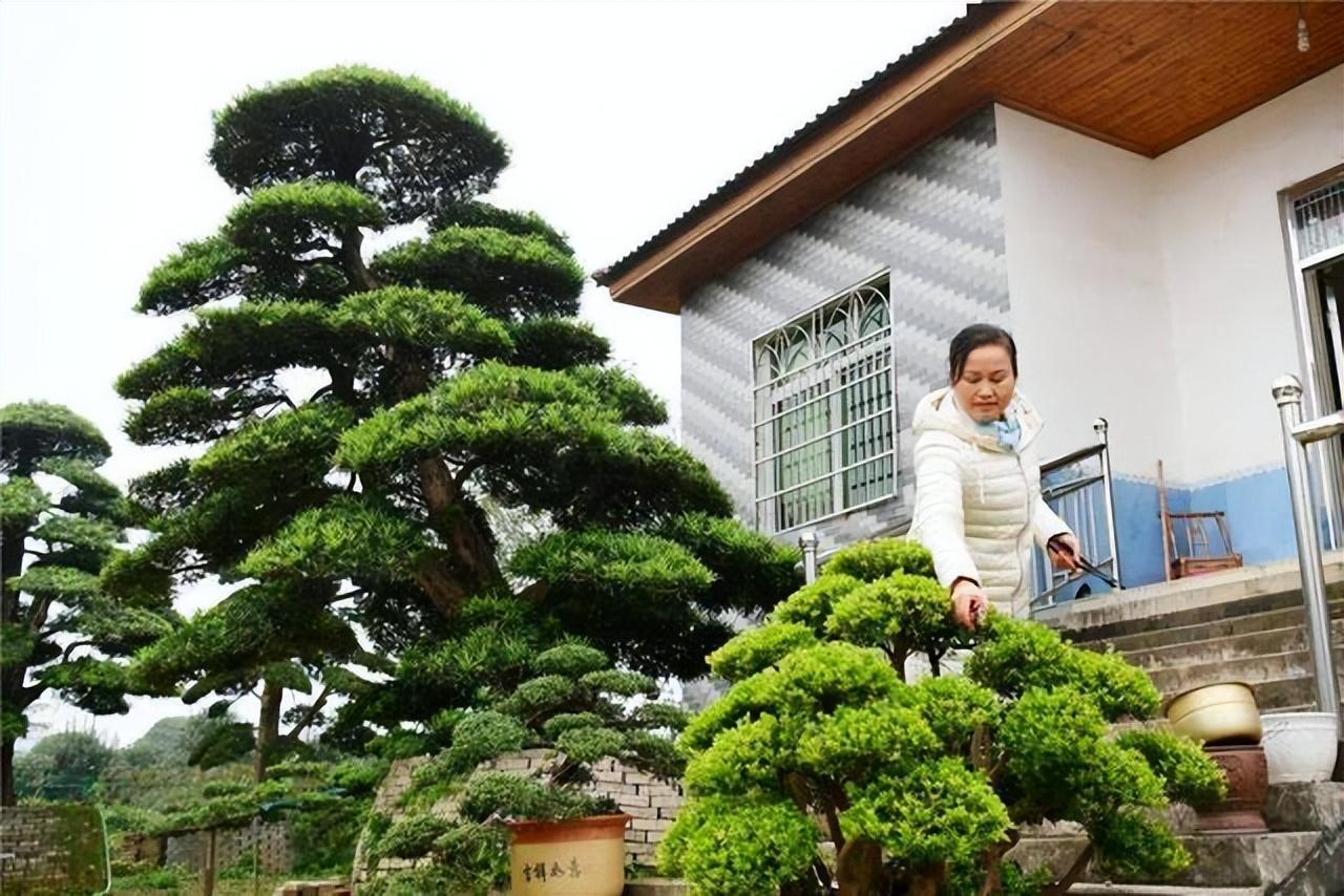 院内花卉种植_花卉致富种植院子图片_院子种植花卉致富