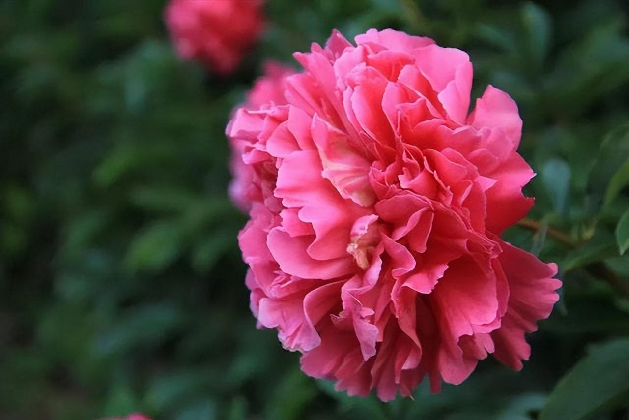 院子种植花卉致富_院内花卉种植_花卉致富种植院子图片