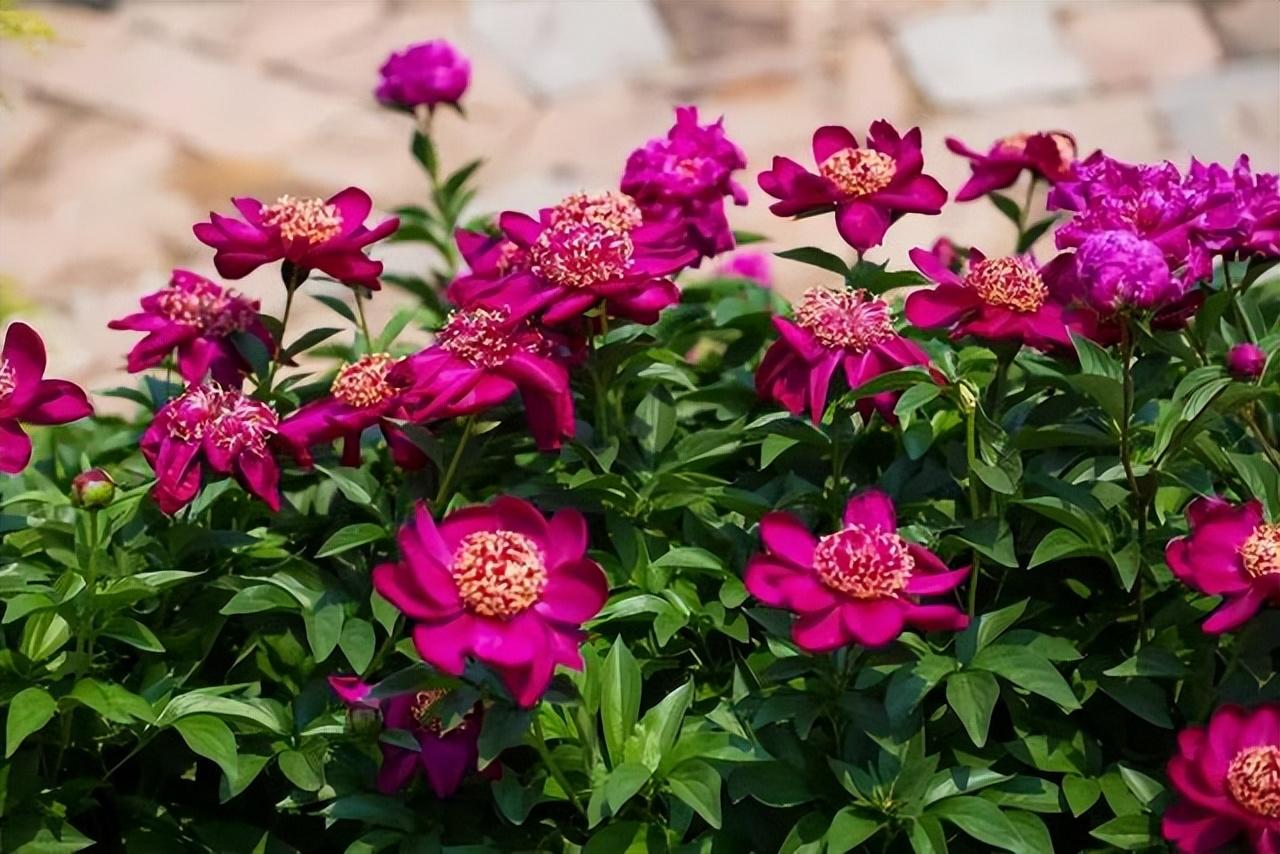 花卉致富种植院子图片_院内花卉种植_院子种植花卉致富