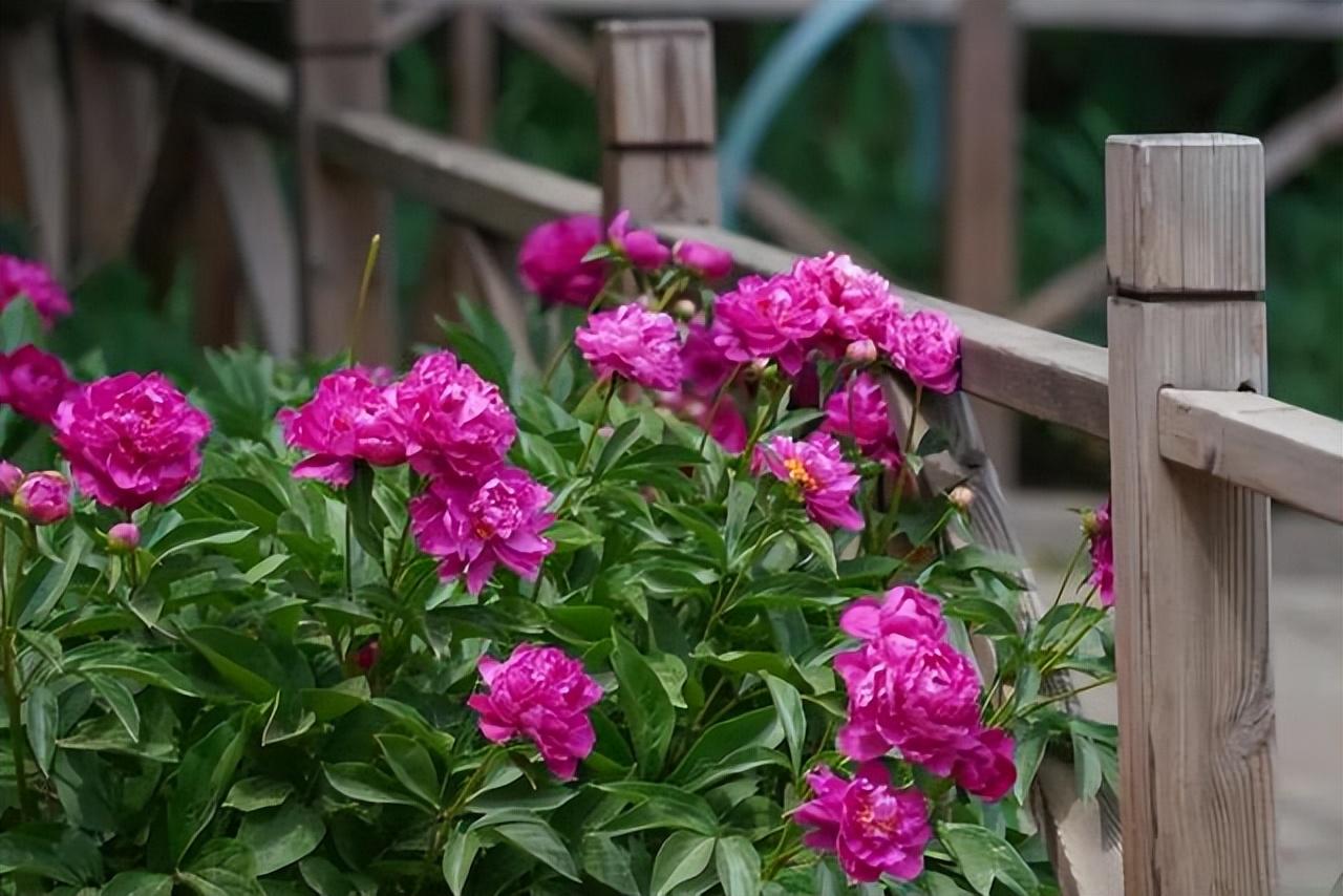 院子种植花卉致富_院内花卉种植_花卉致富种植院子图片