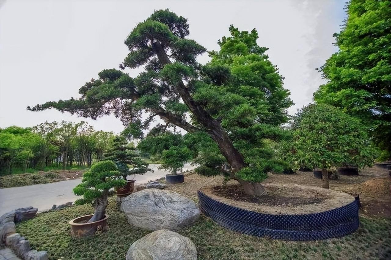 院子种植花卉致富_花卉致富种植院子图片_院内花卉种植